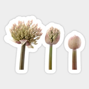 Allium karataviense   AGM  Kara Tau garlic Sticker